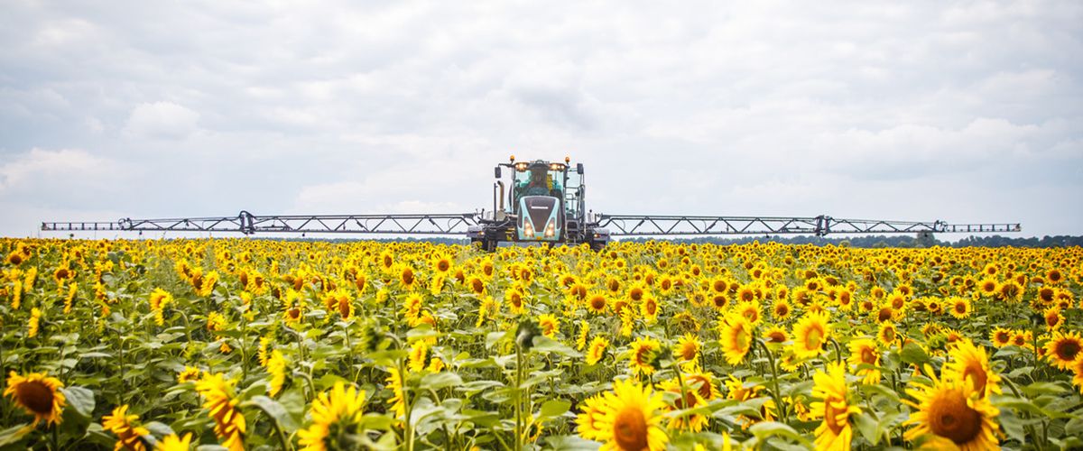 Олія соняшникова